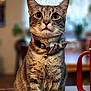 Pickle Relish is registered to the contest to win money with this photo: cat, tabby, indoor, pet, collar, bow_tie, curious, wide_eyes, feline, sitting, kitchen, counter, domestic, animal, portrait, cute, fur, whiskers, home, bell