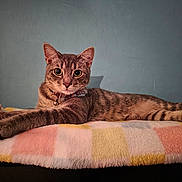 Pickle Relish joined the competition — help win amazing prizes! cat, tabby_cat, pet, indoor, blanket, striped_blanket, feline, animal, relaxed, laying_down, paws, collar, bell, ears, whiskers, fur, wall, blue_wall, curious, domestic_cat