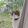 Sakura participe au concours pour gagner de l'argent avec cette photo : animal, cat, closeup, collar, curious, curtain, daylight, domestic, eyes, feline, greenery, household, looking, nature, outdoor, pet, plant, tabby, whiskers, window