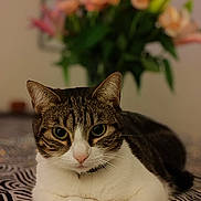 Sakura participe au concours pour gagner de l'argent avec cette photo : animal, background_blur, bouquet, cat, closeup, cute, domestic_cat, feline, flower, focus, fur, green_eyes, indoor, lying_down, patterned_surface, pet, portrait, relaxed, tabby, whiskers