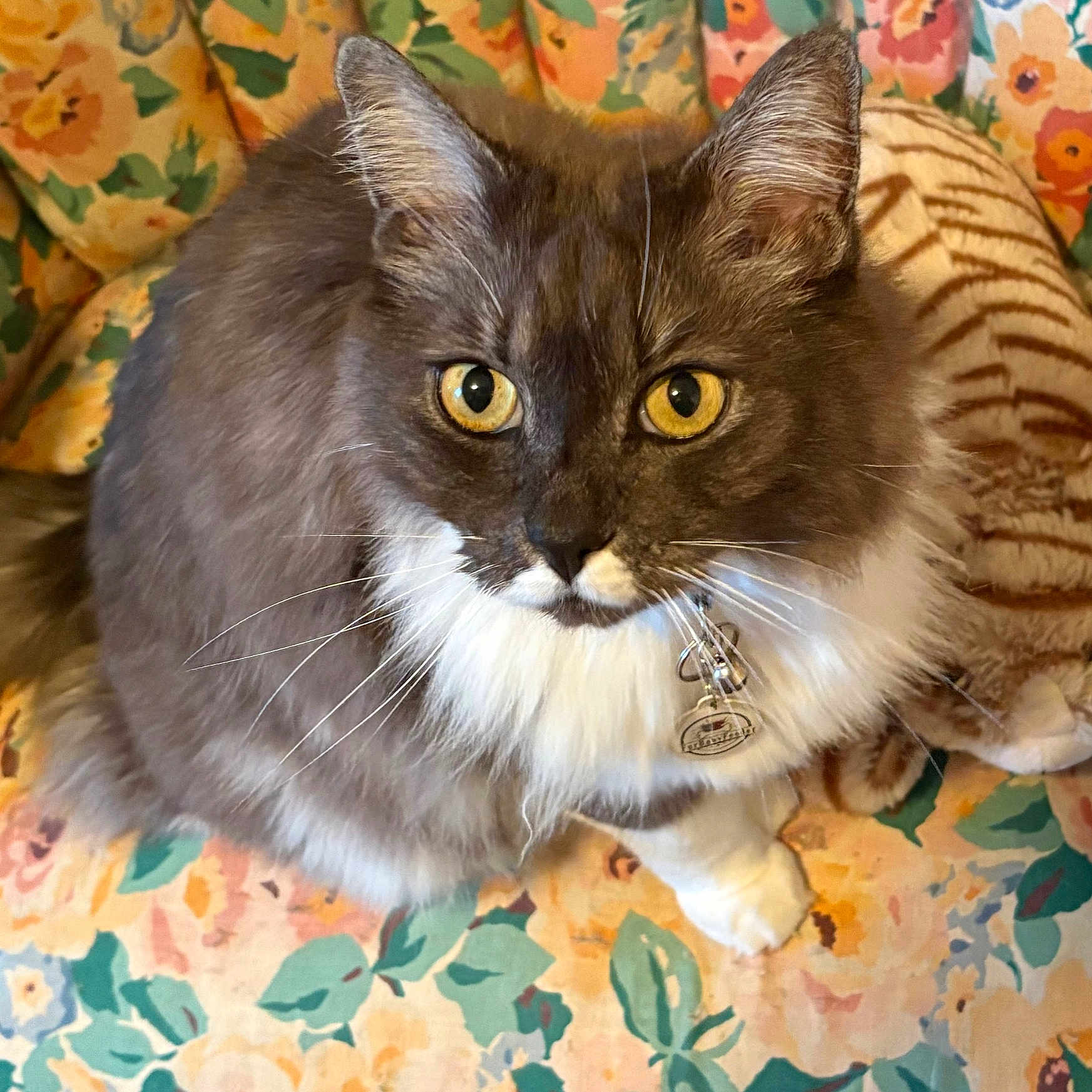 Mr. Flynn joined the competition — help win amazing prizes! adorable, animal, cat, close_up, collar, colorful, cushion, floral, fluffy, gray_fur, green_eyes, indoors, long_hair, pet, portrait, sitting, tag, whiskers, white_fur, yellow_eyes