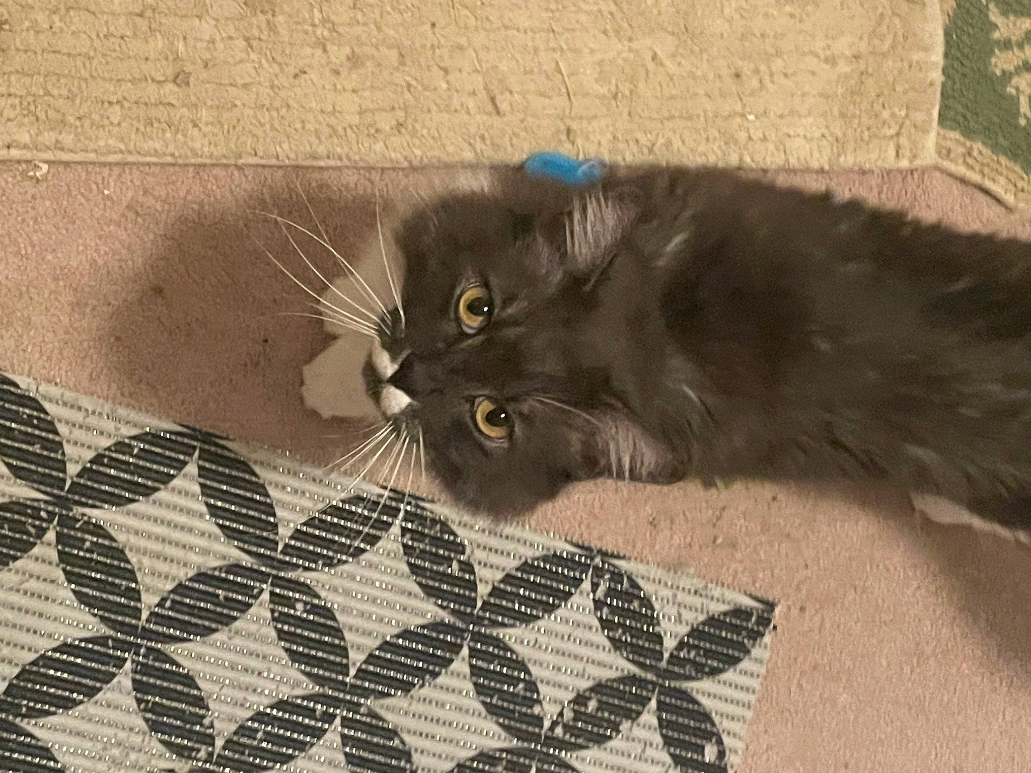 Mr. Flynn joined the competition — help win amazing prizes! black_cat, british_longhair, carnivore, cat, claw, domestic_short_haired_cat, fawn, felidae, flooring, fur, grey, linens, pattern, paw, small_to_medium_sized_cats, snout, tail, terrestrial_animal, whiskers, woven_fabric