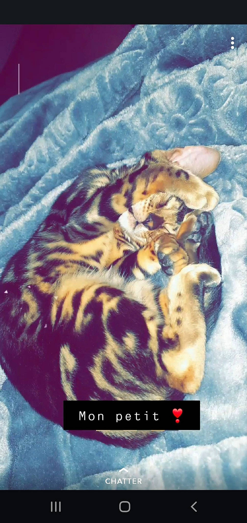 Savana a rejoint le concours — aidez-le/la à gagner de superbes lots ! bengal, bengal_tiger, big_cats, carnivore, cat, felidae, organism, siberian_tiger, small_to_medium_sized_cats, tiger, whiskers, wildlife