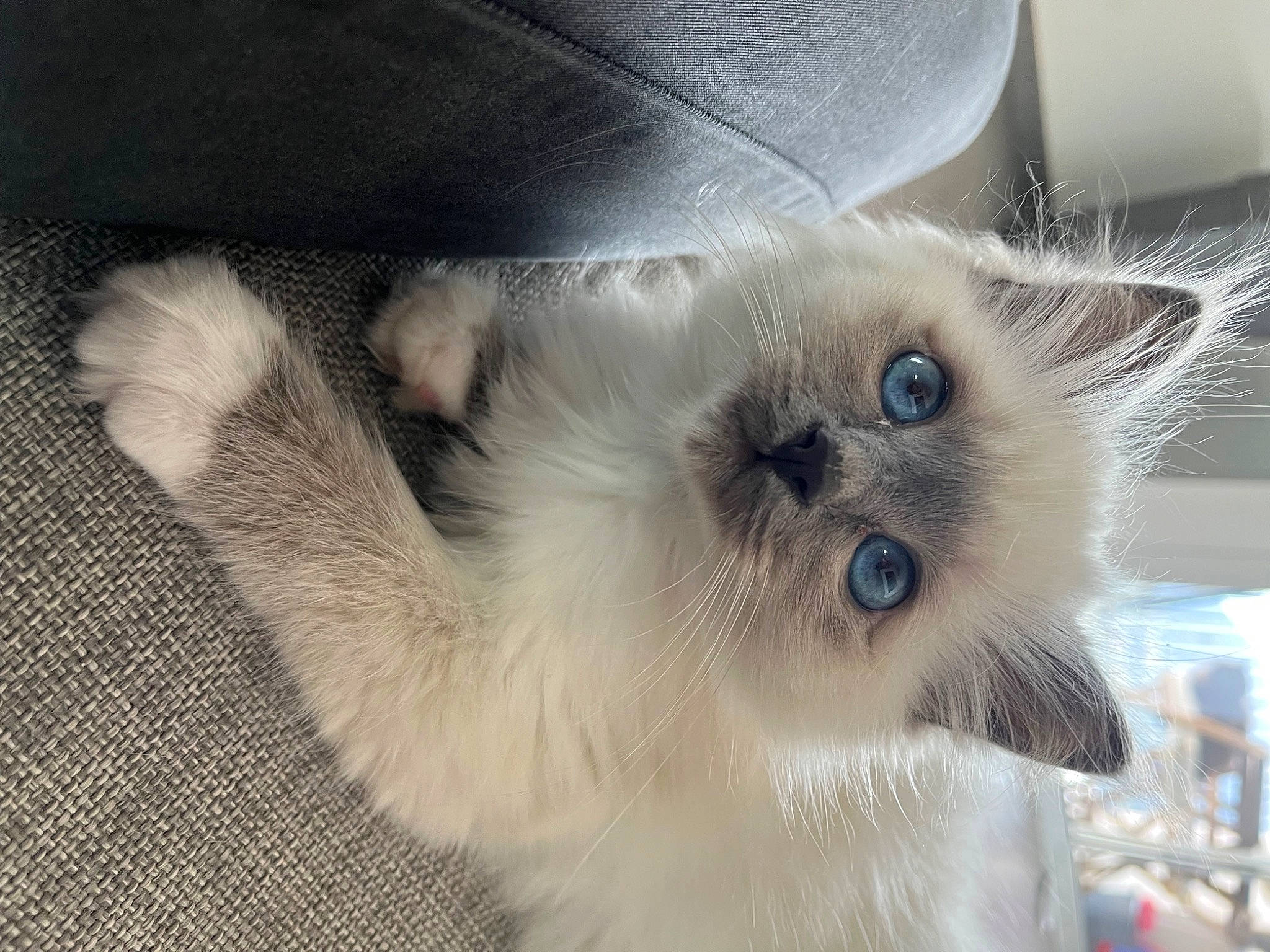 Snow a rejoint le concours — aidez-le/la à gagner de superbes lots ! balinese, birman, carnivore, cat, claw, companion_dog, fawn, felidae, fur, paw, ragdoll, siamese, small_to_medium_sized_cats, snout, thai, tonkinese, whiskers
