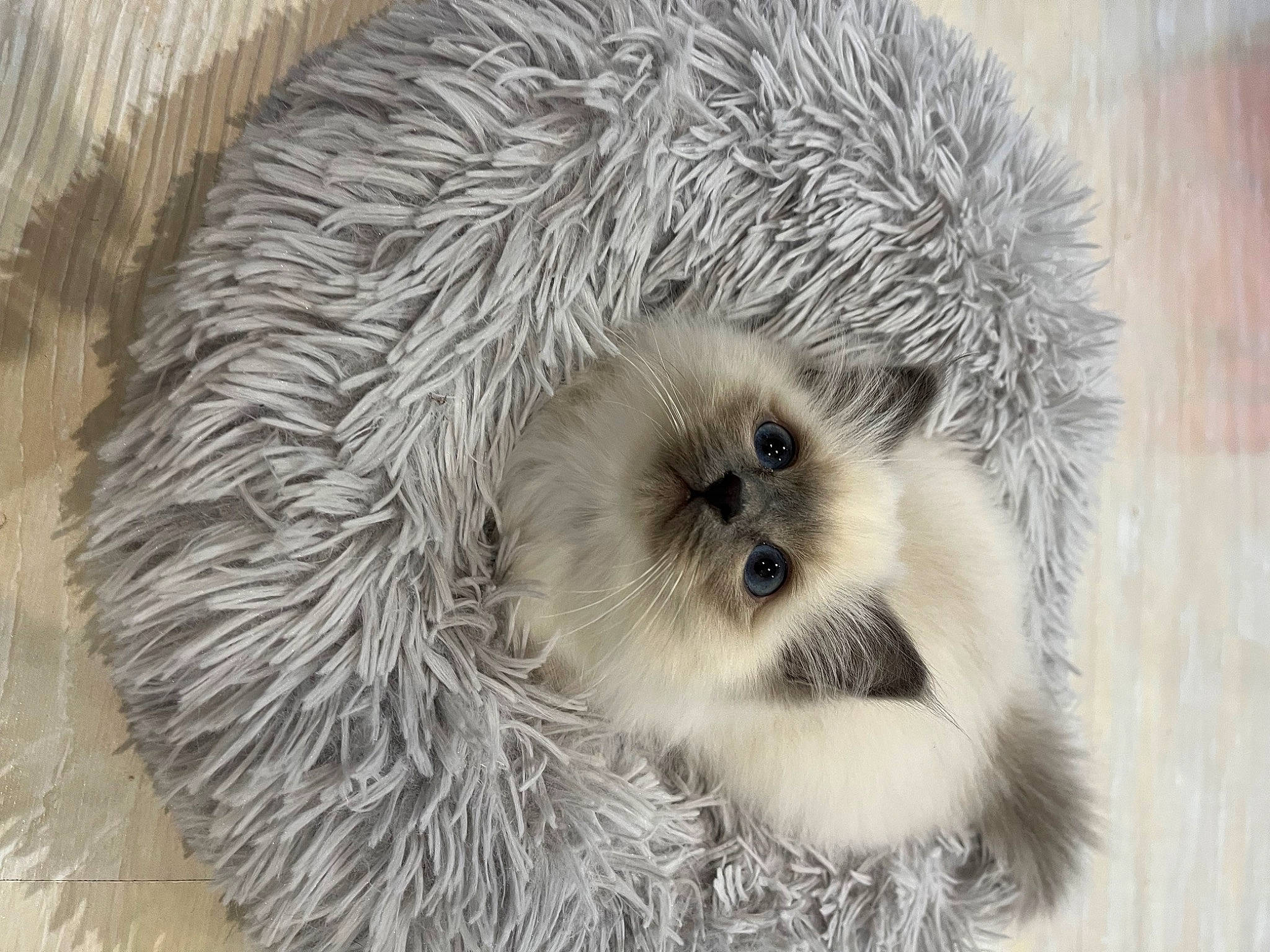 Snow a rejoint le concours — aidez-le/la à gagner de superbes lots ! bird_of_prey, canidae, carnivore, companion_dog, event, fur, porcupine, primate, snout, snow, sporting_group, terrestrial_animal, whiskers, wildlife, winter