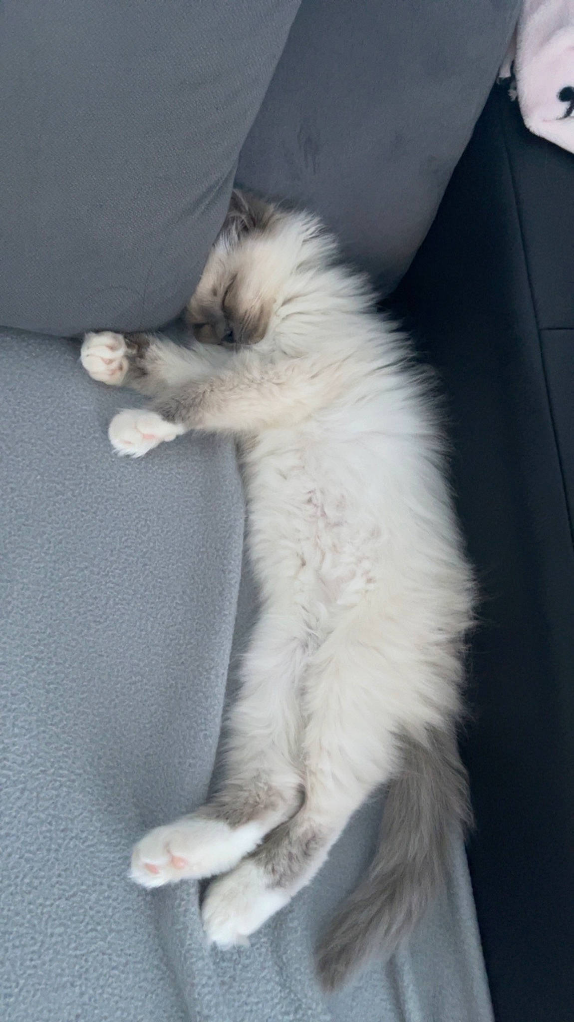 Snow a rejoint le concours — aidez-le/la à gagner de superbes lots ! canidae, carnivore, cat, claw, comfort, companion_dog, dog_breed, felidae, fur, paw, small_to_medium_sized_cats, tail, whiskers