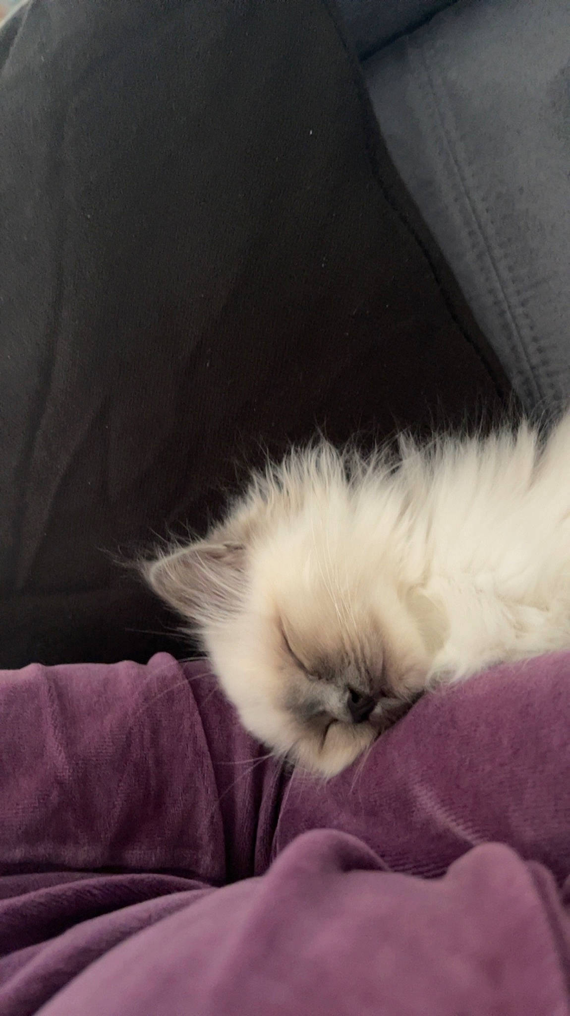 Snow a rejoint le concours — aidez-le/la à gagner de superbes lots ! carnivore, cat, cat_bed, claw, cloud, comfort, companion_dog, fawn, felidae, fur, human_leg, leg, linens, nap, paw, ragdoll, small_to_medium_sized_cats, snout, tail, whiskers