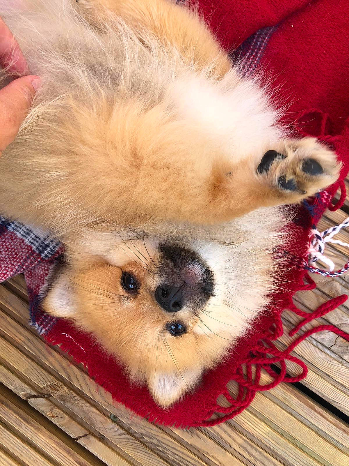 Kodi is registered to the contest to win money with this photo: canidae, carnivore, companion_dog, dog, dog_breed, fawn, fur, german_spitz, german_spitz_klein, german_spitz_mittel, natural_material, non_sporting_group, pet_supply, pomeranian, puppy, snout, spitz, toy_dog, vertebrate, working_animal