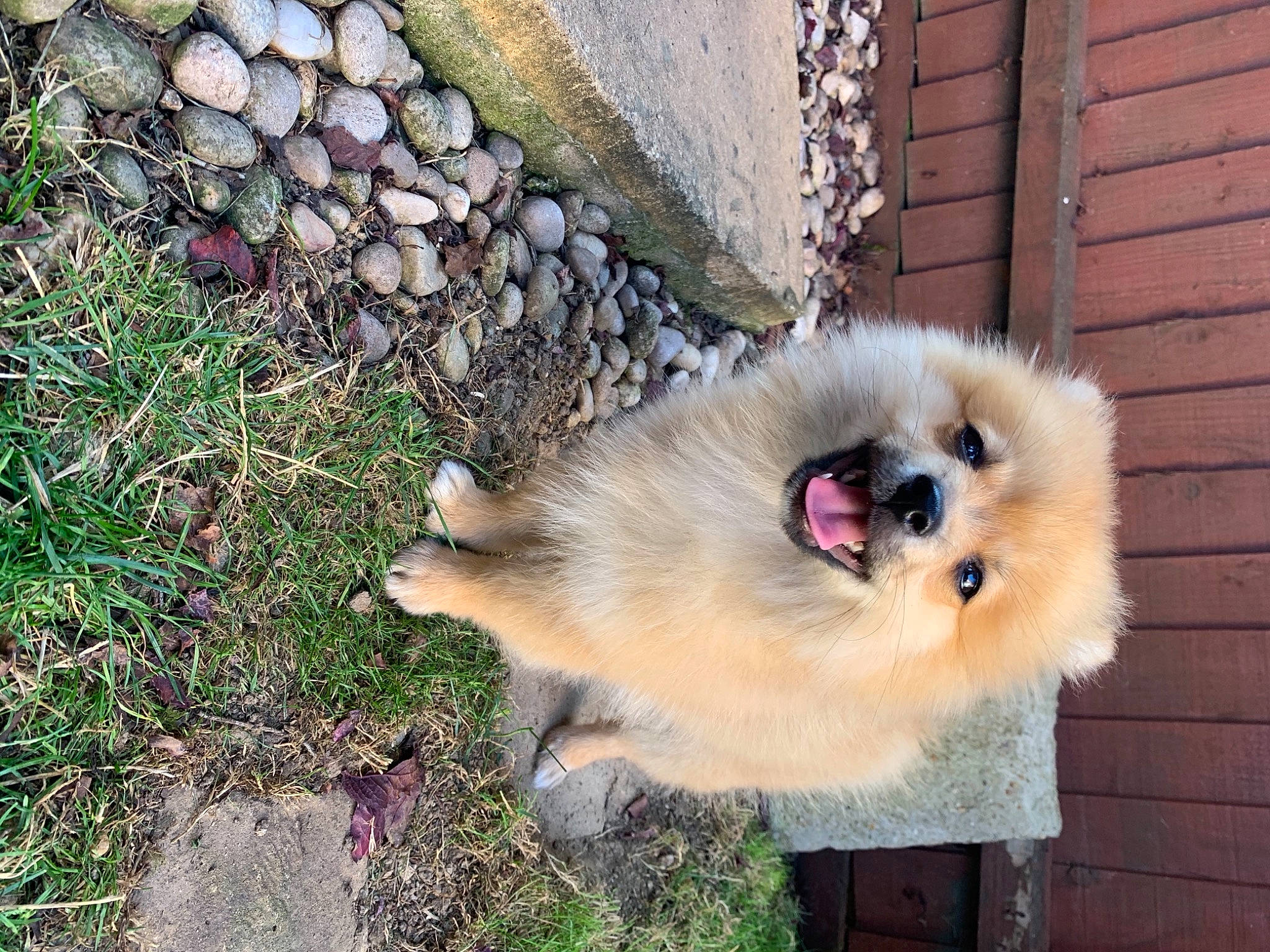 Kodi is registered to the contest to win money with this photo: ancient_dog_breeds, brickwork, canidae, carnivore, companion_dog, dog, dog_breed, fawn, fur, german_spitz, german_spitz_klein, german_spitz_mittel, non_sporting_group, pomeranian, siding, snout, spitz, sporting_group, toy_dog, working_animal