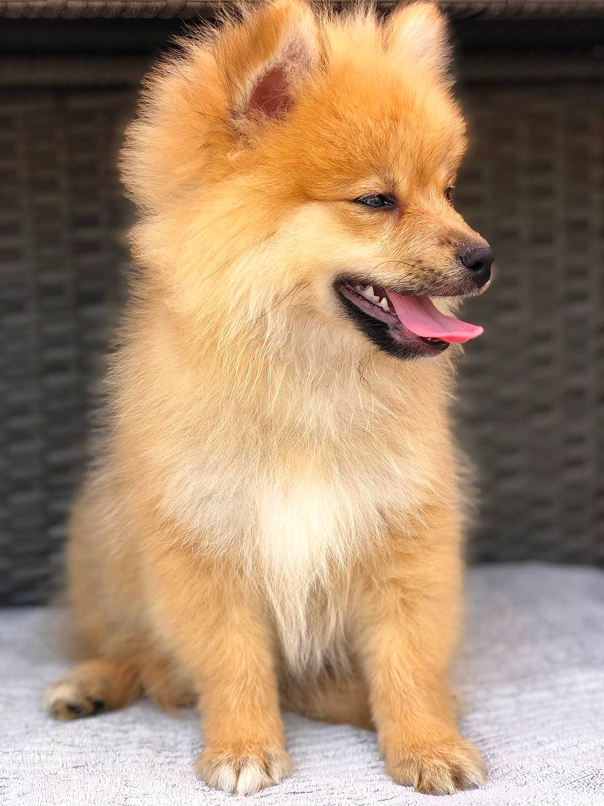 Kodi is registered to the contest to win money with this photo: beige, brown, canidae, carnivore, companion_dog, dog, dog_breed, fawn, fur, german_spitz, german_spitz_klein, mammal, non_sporting_group, skin, snout, spitz, sporting_group, tan, tongue, vertebrate