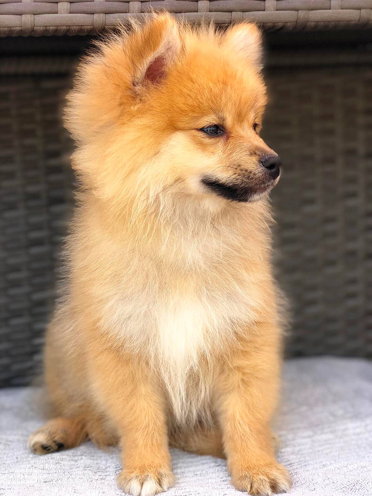 Kodi is registered to the contest to win money with this photo: brick, brown, canidae, carnivore, companion_dog, dog, dog_breed, fawn, fur, german_spitz, german_spitz_klein, mammal, mesh, non_sporting_group, pomeranian, snout, spitz, sporting_group, toy_dog, vertebrate