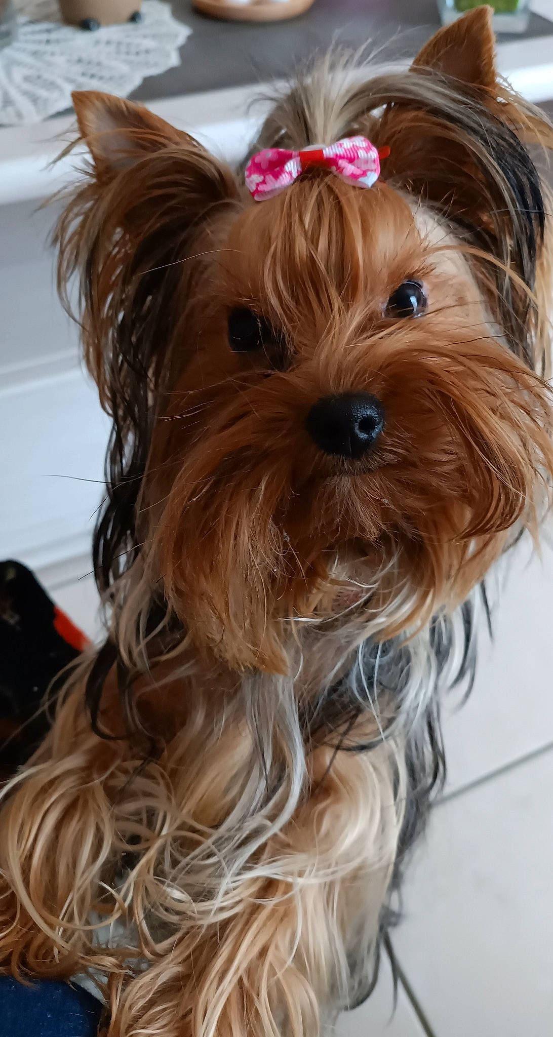 Izia participe au concours pour gagner de l'argent avec cette photo : biewer_terrier, blond, brown_hair, canidae, carnivore, companion_dog, dog, dog_breed, dog_supply, ear, fashion_accessory, fawn, fur, liver, small_terrier, snout, sporting_group, toy_dog, working_animal, yorkshire_terrier
