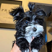 Chanel a rejoint le concours — aidez-le/la à gagner de superbes lots ! dog, puppy, small_dog, black_and_white, fluffy, fur, pet, portrait, indoor, human_hand, close_up, ears, whiskers, paws, eyes, playful, cute, home, framed_art, flash
