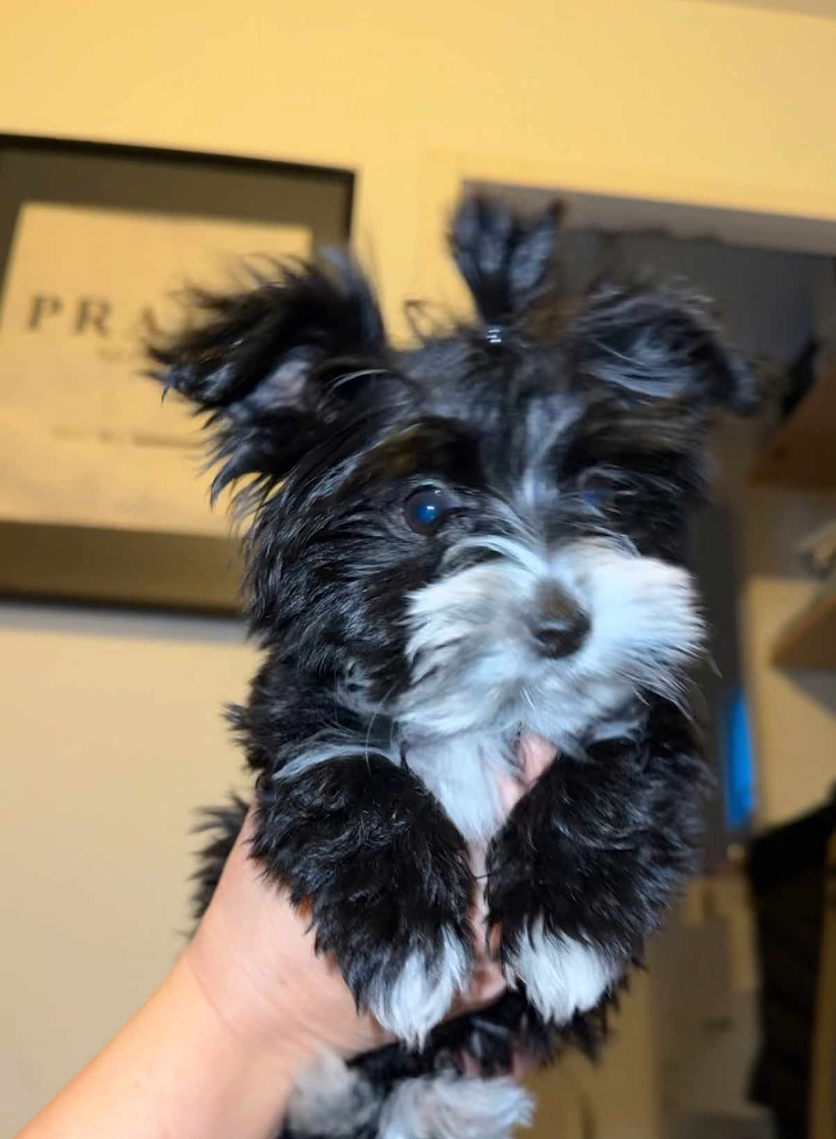 Chanel a rejoint le concours — aidez-le/la à gagner de superbes lots ! dog, puppy, small_dog, black_and_white, fluffy, fur, pet, portrait, indoor, human_hand, close_up, ears, whiskers, paws, eyes, playful, cute, home, framed_art, flash