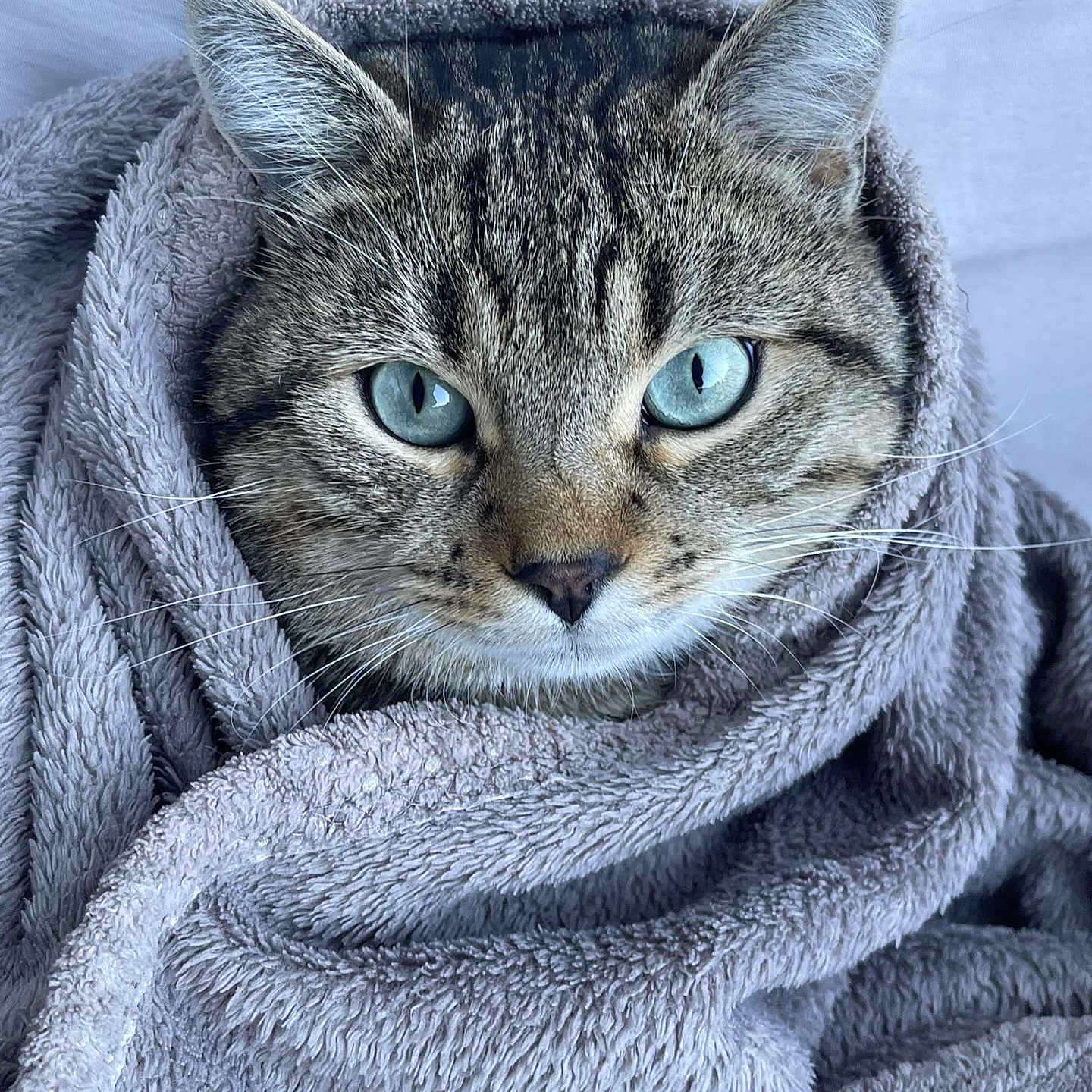 Zouzz participe au concours pour gagner de l'argent avec cette photo : abyssinian, animal, blanket, cat, pet, quilt, towel