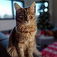Luna a rejoint le concours — aidez-le/la à gagner de superbes lots ! abyssinian, angora, animal, architecture, armchair, building, cat, chair, couch, furniture, hardwood, homedecor, indoors, kitten, livingroom, manx, pet, room, siamese, wood