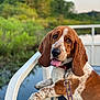 animal, basset_hound, canine, closeup, daylight, dog, ears, fur, greenery, lake, leash, nature, outdoor, pet, portrait, railing, resting, summer, tongue_out, water