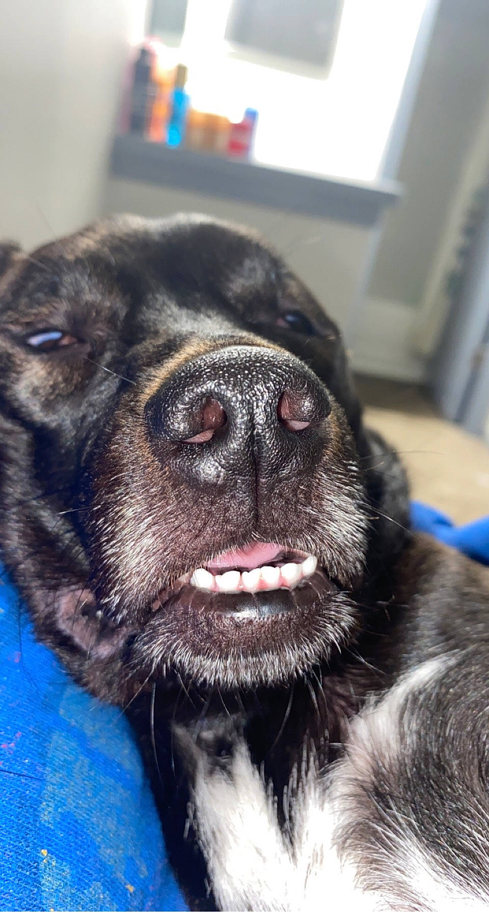 Leyva is registered to the contest to win money with this photo: borador, canidae, carnivore, collar, companion_dog, dog, dog_breed, electric_blue, fur, jaw, non_sporting_group, pet_supply, snout, sporting_group, terrestrial_animal, whiskers, working_animal, working_dog