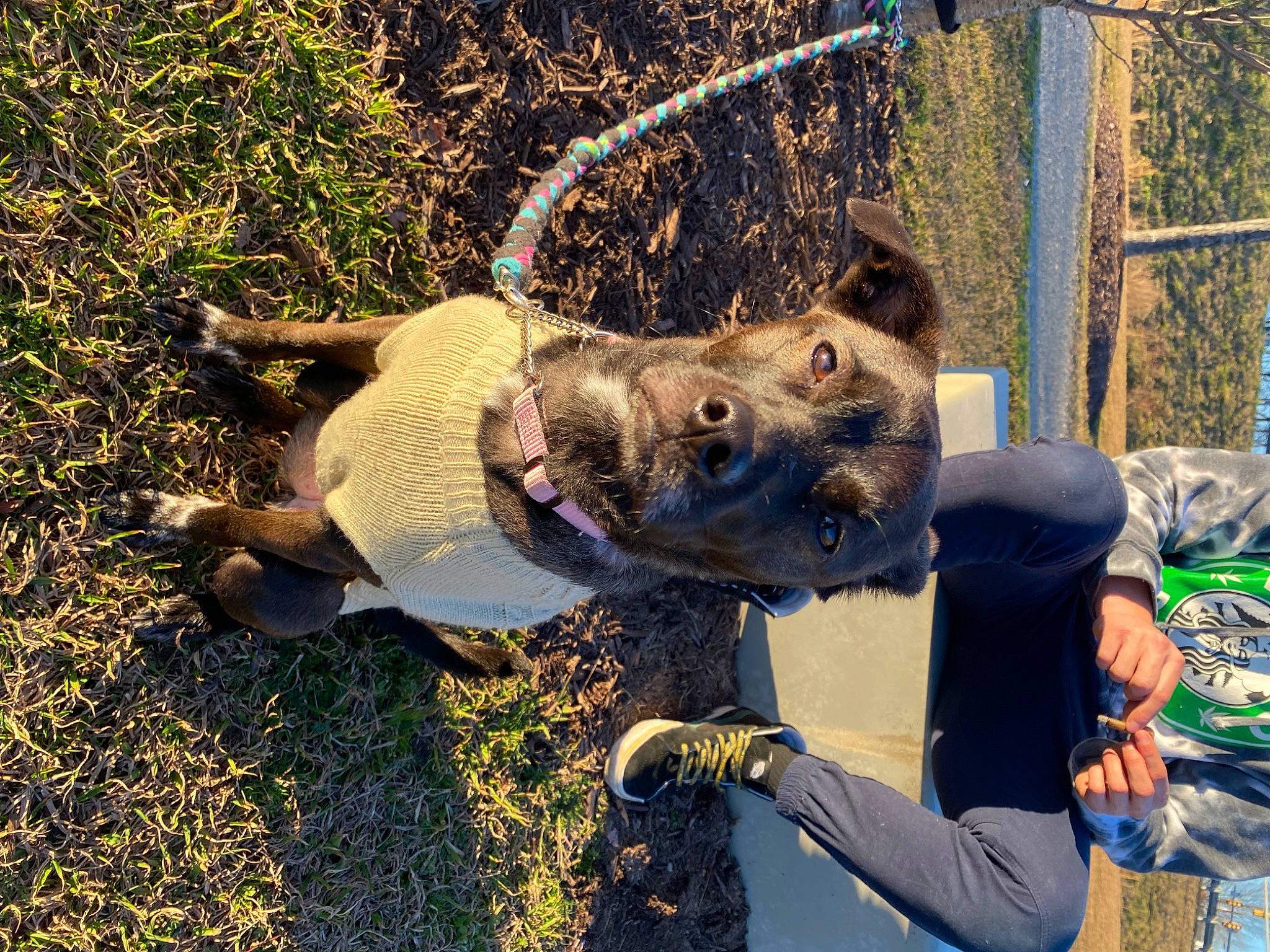 Leyva joined the competition — help win amazing prizes! canidae, carnivore, collar, companion_dog, dog, dog_breed, dog_collar, fawn, fence, fun, fur, grass, guard_dog, mesh, plant, soil, sporting_group, tail, terrestrial_animal, tree