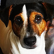 Paco a rejoint le concours — aidez-le/la à gagner de superbes lots ! dog, puppy, close_up, portrait, face, eyes, nose, black_white_brown, tricolor, floppy_ears, short_hair, pet, animal, indoors, couch, blanket, snout, looking_at_camera, cute, funny