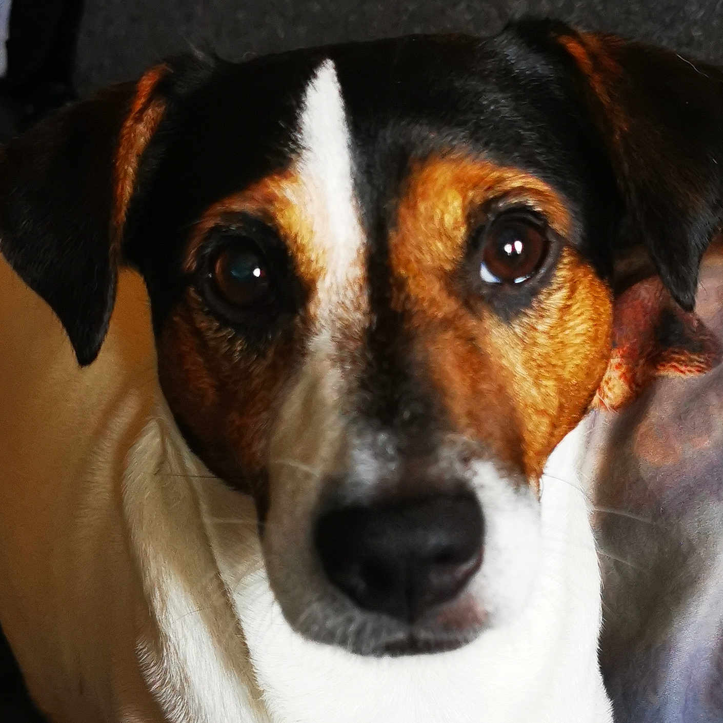 Paco