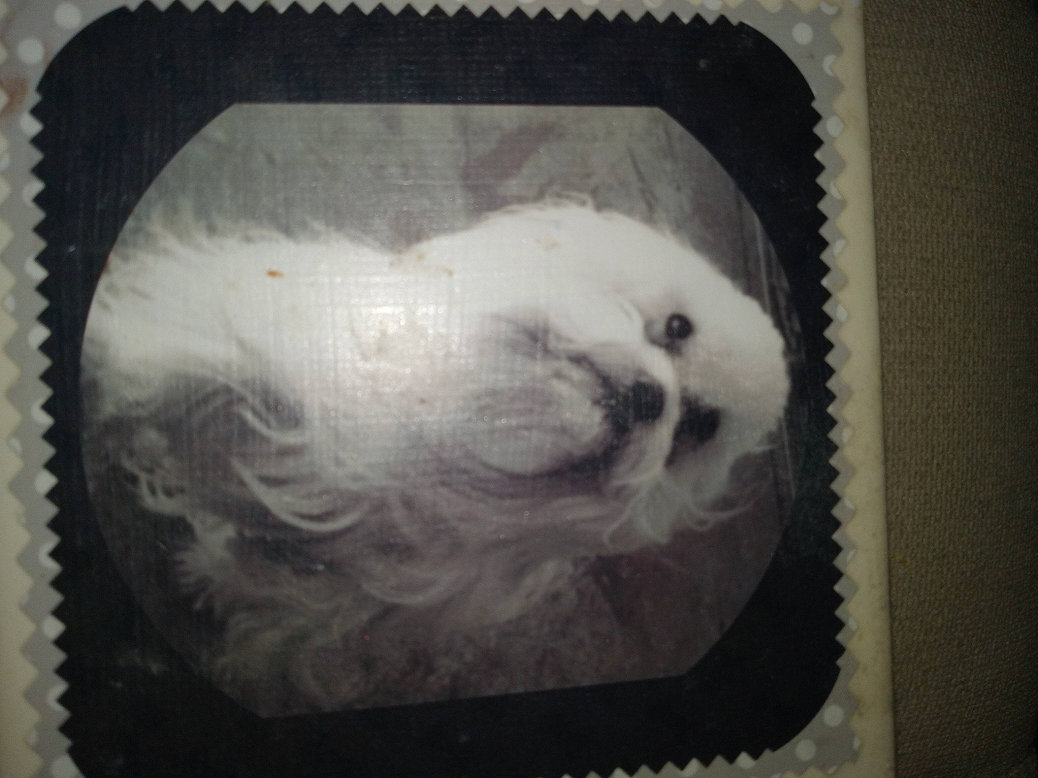 Rolex is registered to the contest to win money with this photo: art, beak, bird, drawing, feather, fur, monochrome, monochrome_photography, painting, rectangle, snowy_owl, still_life_photography, visual_arts