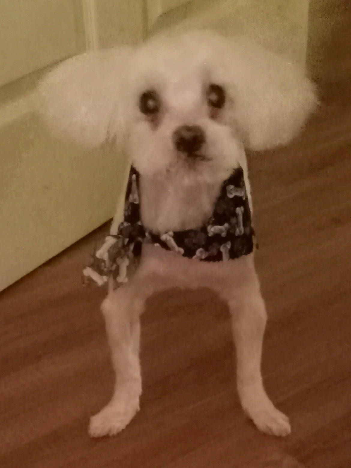 Rolex joined the competition — help win amazing prizes! canidae, carnivore, companion_dog, dog, dog_breed, dog_clothes, dog_supply, fawn, flooring, fur, hardwood, labradoodle, pet_supply, puppy_love, snout, sporting_group, terrier, toy_dog, wood, working_animal