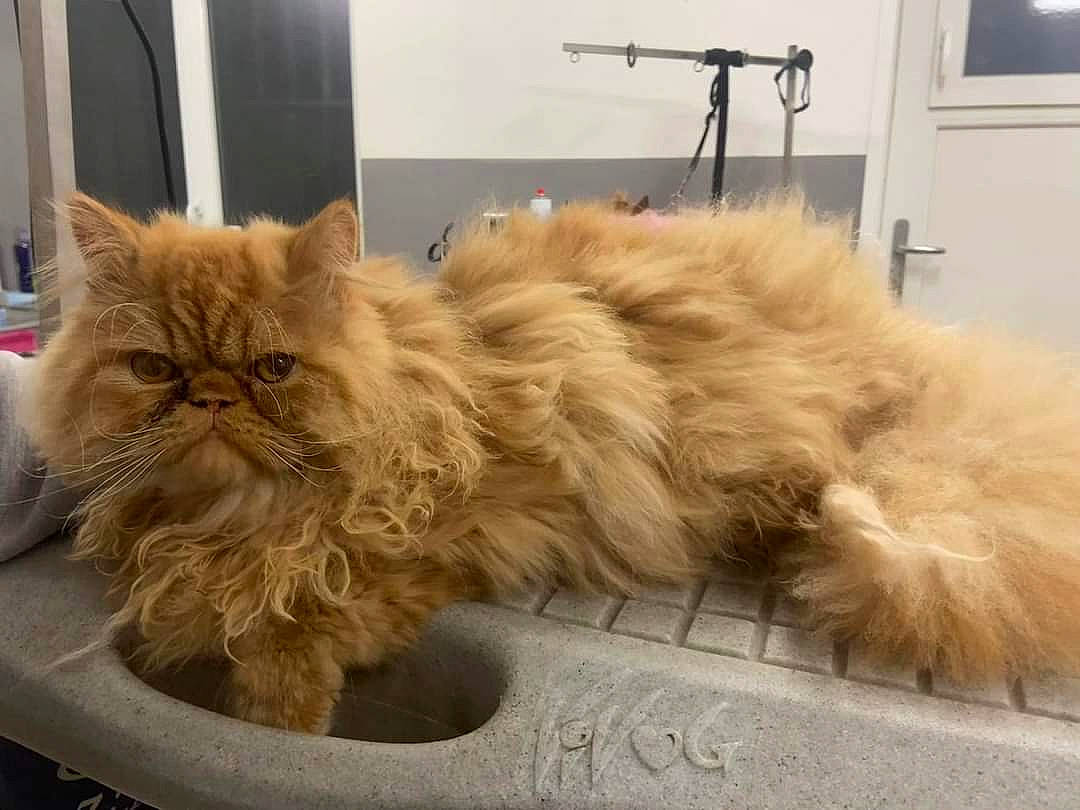 Omaley participe au concours pour gagner de l'argent avec cette photo : box, british_longhair, carnivore, cat, claw, comfort, companion_dog, eye, fawn, felidae, flooring, fur, paw, persian, road_surface, small_to_medium_sized_cats, snout, tail, terrestrial_animal, whiskers