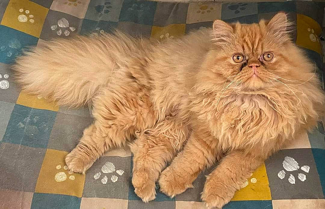 Omaley a rejoint le concours — aidez-le/la à gagner de superbes lots ! box, british_longhair, carnivore, cat, claw, fawn, felidae, flooring, fur, paw, persian, small_to_medium_sized_cats, snout, tail, terrestrial_animal, whiskers