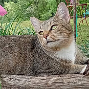 Hope is registered to the contest to win money with this photo: cat, tabby_cat, animal, outdoor, garden, wood, greenery, feline, relaxed, pet, nature, grass, leaf, chair, metal, tree, daylight, mammal, looking_away, resting