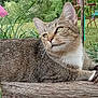cat, tabby_cat, animal, outdoor, garden, wood, greenery, feline, relaxed, pet, nature, grass, leaf, chair, metal, tree, daylight, mammal, looking_away, resting