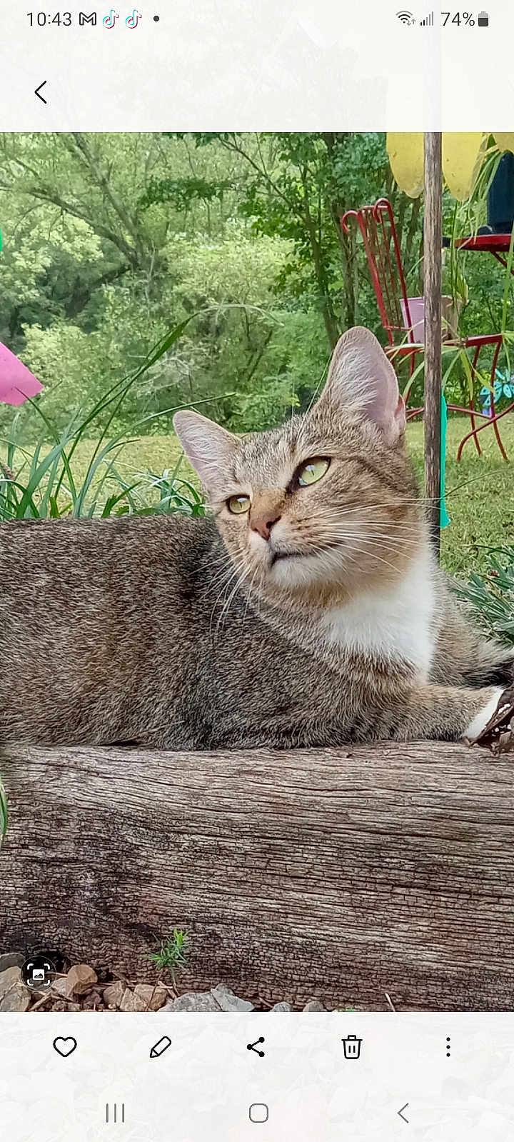 Hope is registered to the contest to win money with this photo: cat, tabby_cat, animal, outdoor, garden, wood, greenery, feline, relaxed, pet, nature, grass, leaf, chair, metal, tree, daylight, mammal, looking_away, resting