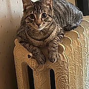 Lucky is registered to the contest to win money with this photo: animal, cat, closeup, cozy, curious, furniture, home, indoor, mammal, ornate, paws, pet, radiator, resting, striped, tabby_cat, vintage, wallpaper, whiskers, wide_eyes