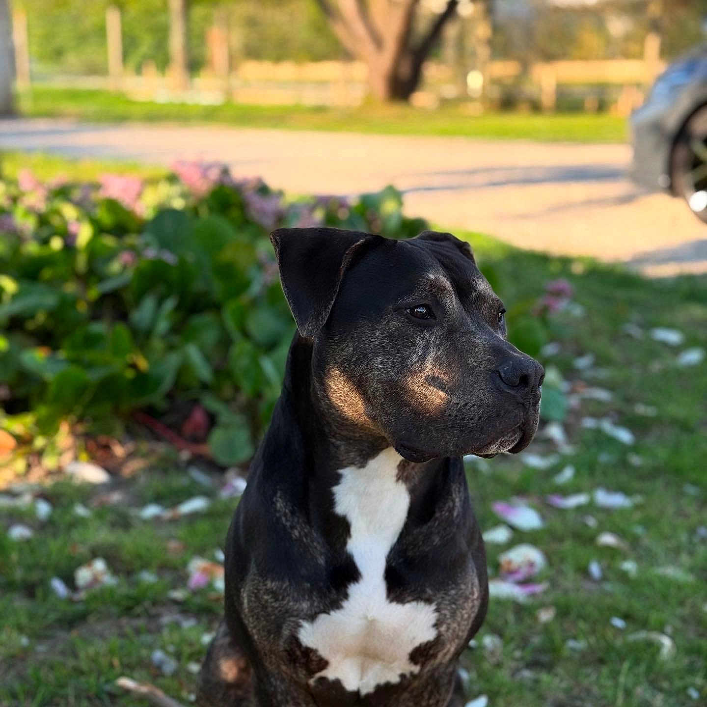 Guofu participe au concours pour gagner de l'argent avec cette photo : animal, black_coat, blurred_background, canine, daylight, dog, flower_petals, focused, fur, garden, grass, nature, outdoor, park, pet, portrait, sitting, sunlight, tree, white_chest