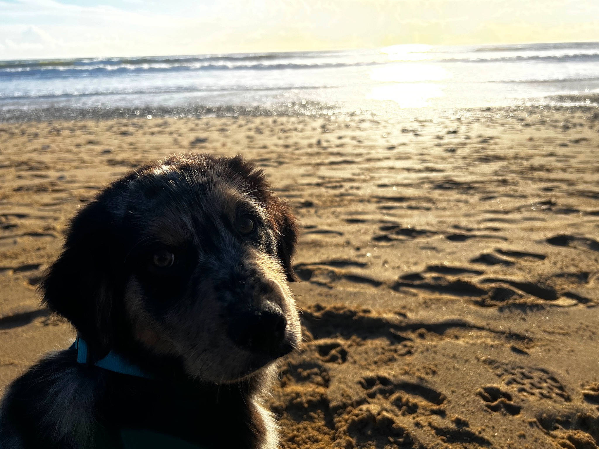 Marley a rejoint le concours — aidez-le/la à gagner de superbes lots ! beach, carnivore, cloud, coast, dog, dog_breed, evening, horizon, landscape, light, ocean, rock, sand, sky, sporting_group, sunlight, water, wave, wind_wave, working_animal