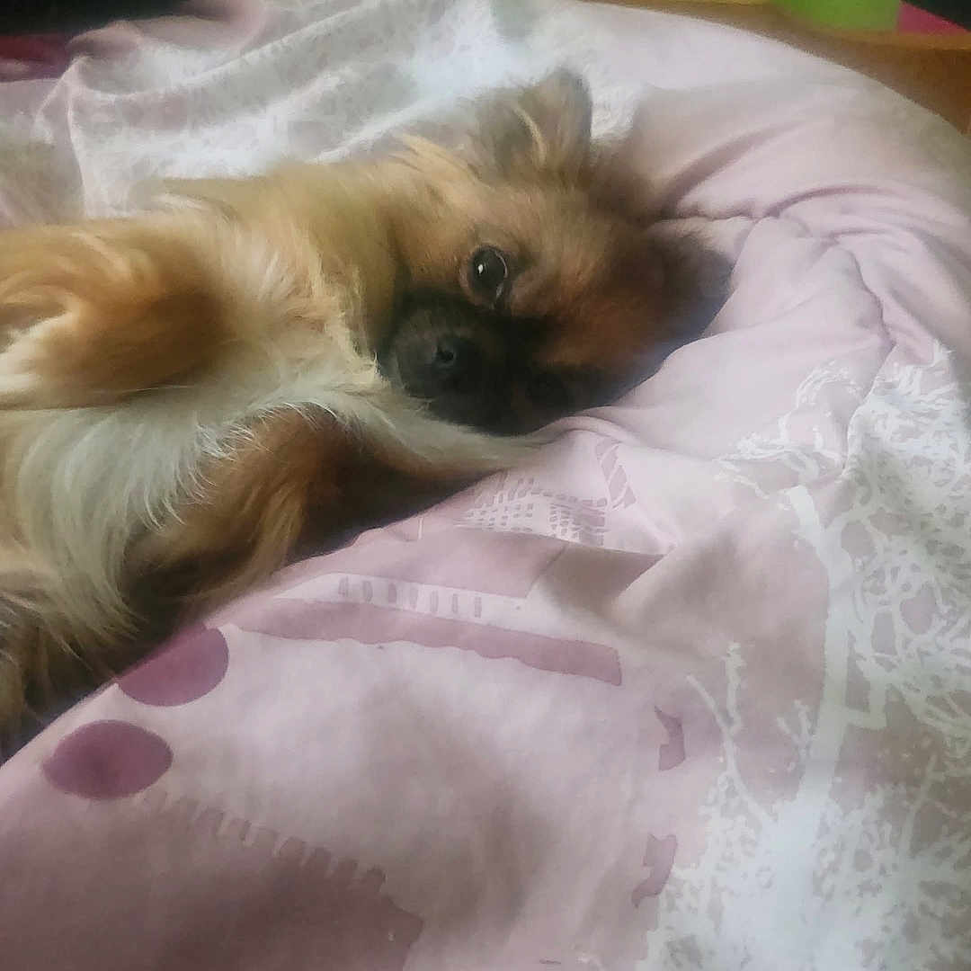 Stella a rejoint le concours — aidez-le/la à gagner de superbes lots ! animal, bed, blanket, cozy, cute, dog, domestic, fur, fur_texture, indoor, lying_down, patterned, pet, pink, relaxed, resting, sleepy, small_dog, soft, white