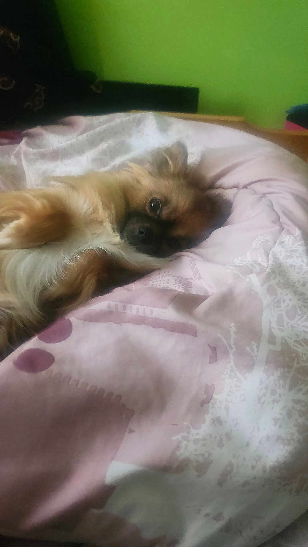 Stella