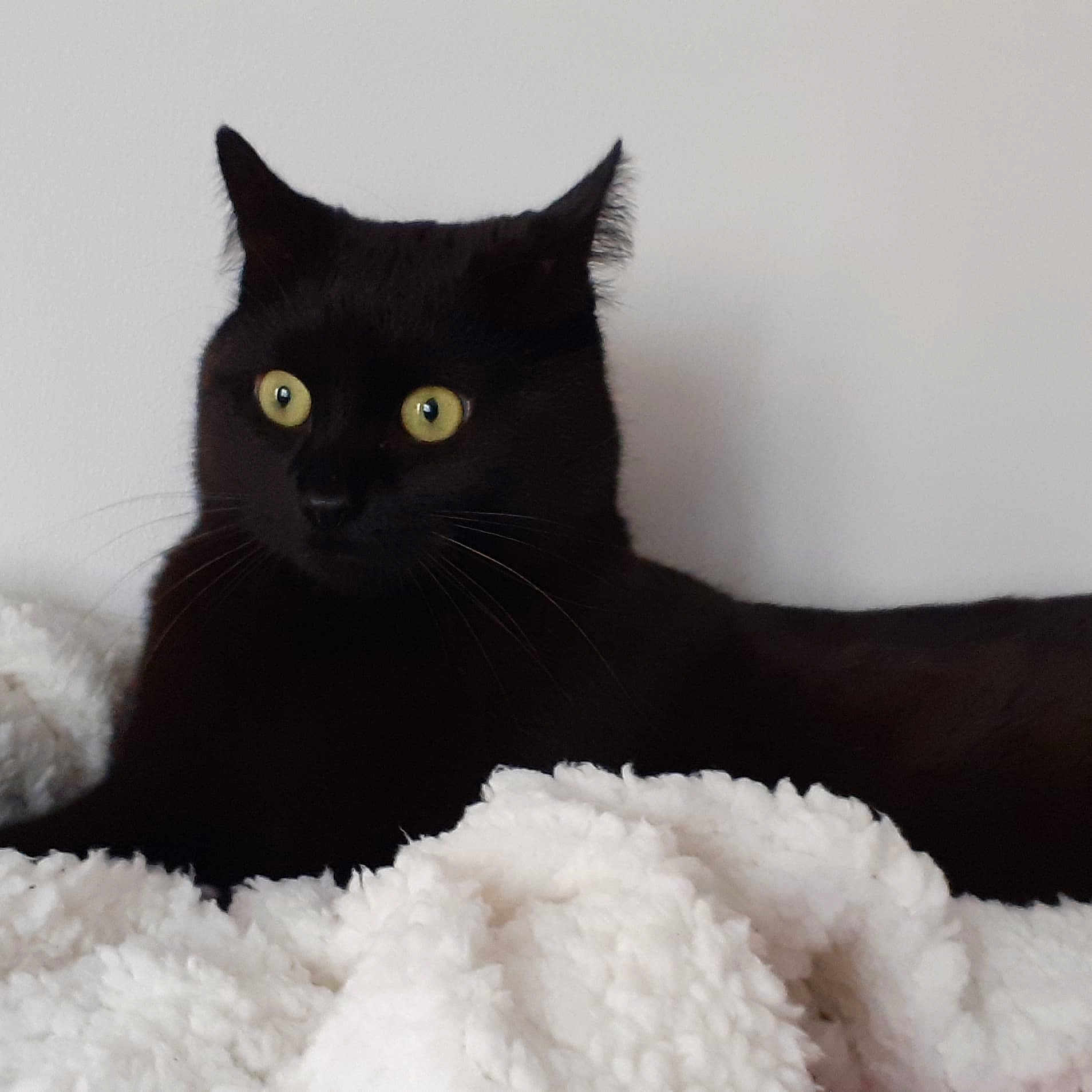 Berlioz