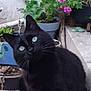 Berlioz participe au concours pour gagner de l'argent avec cette photo : black_cat, cat, green_eyes, plants, potted_plants, flowers, pink_flowers, white_flowers, concrete_steps, outdoor, curious, pet, animal, feline, nature, garden, closeup, whiskers, sitting, head_tilt