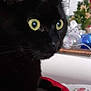 black_cat, cat, yellow_eyes, pet, animal, feline, close_up, indoor, red_cushion, floral_pattern, whiskers, ears, face, domestic_cat, resting, side_view, cute, curious, soft_fur, household