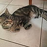 animal, cat, cute, domestic, ears, feline, floor, fur, home, indoor, lying_down, mammal, pet, relaxed, resting, striped, tabby, tail, tile, whiskers