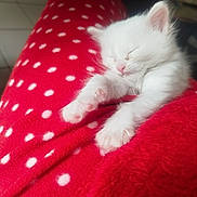 Blanche a rejoint le concours — aidez-le/la à gagner de superbes lots ! kitten, cat, sleeping, white_fur, red_blanket, polka_dots, paws, cozy, cute, pet, animal, feline, relaxation, soft_texture, indoors, close_up, nap, adorable, comfort, resting