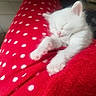 kitten, cat, sleeping, white_fur, red_blanket, polka_dots, paws, cozy, cute, pet, animal, feline, relaxation, soft_texture, indoors, close_up, nap, adorable, comfort, resting