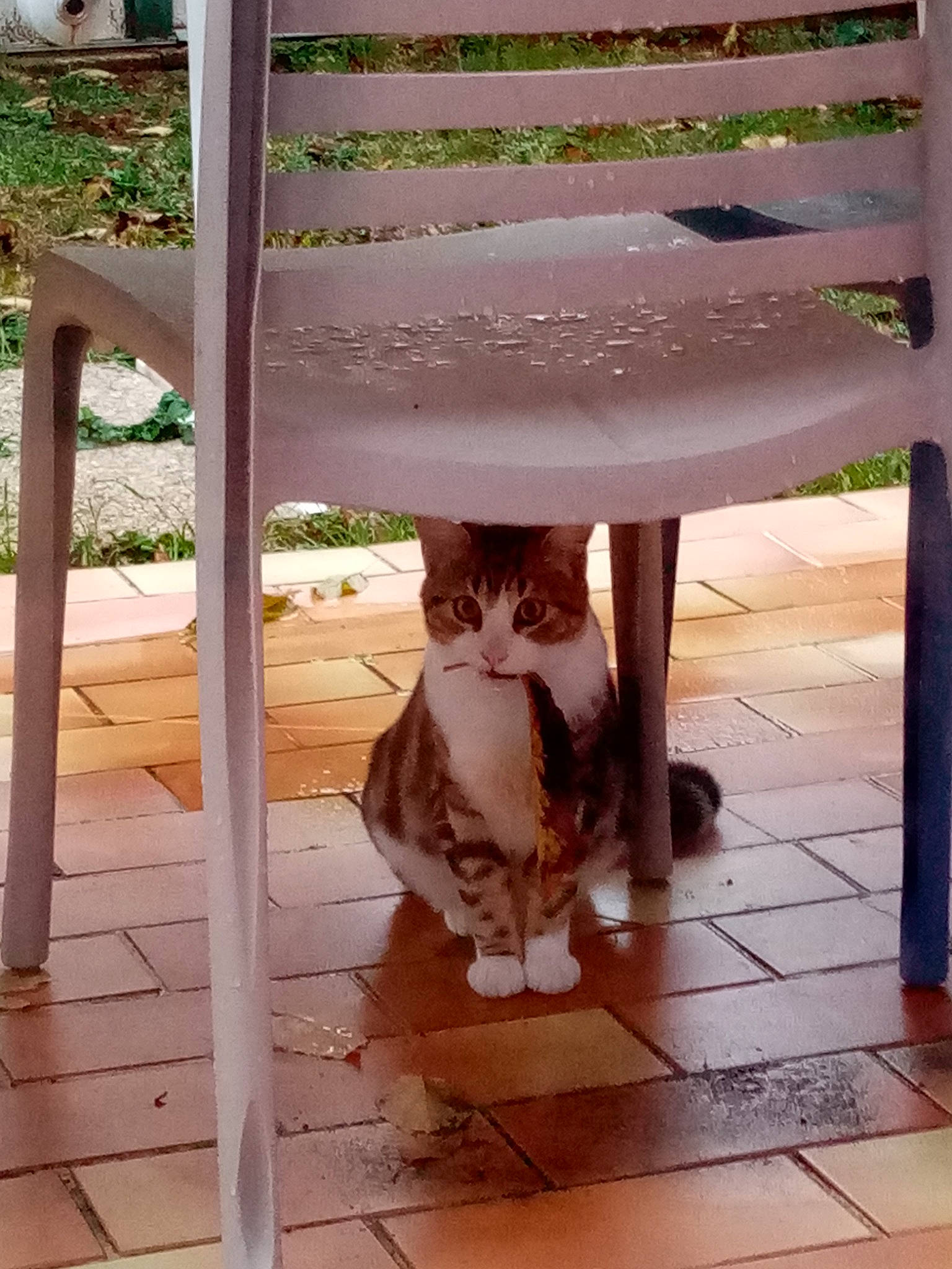 Tommy participe au concours pour gagner de l'argent avec cette photo : aegean_cat, carnivore, cat, chair, domestic_short_haired_cat, fawn, felidae, kitten, polydactyl_cat, small_to_medium_sized_cats, tail