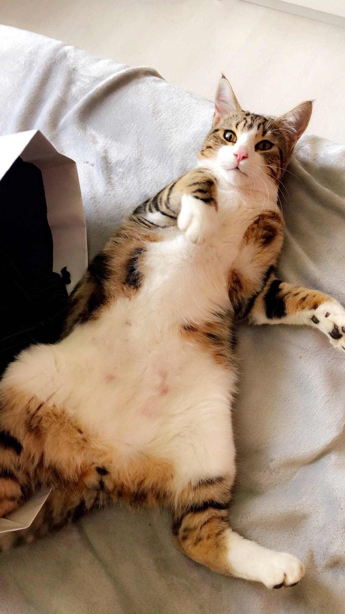 Tommy participe au concours pour gagner de l'argent avec cette photo : aegean_cat, american_shorthair, american_wirehair, asian, carnivore, cat, claw, domestic_short_haired_cat, dragon_li, european_shorthair, felidae, fur, kitten, mammal, paw, small_to_medium_sized_cats, sokoke, tabby_cat, vertebrate, whiskers