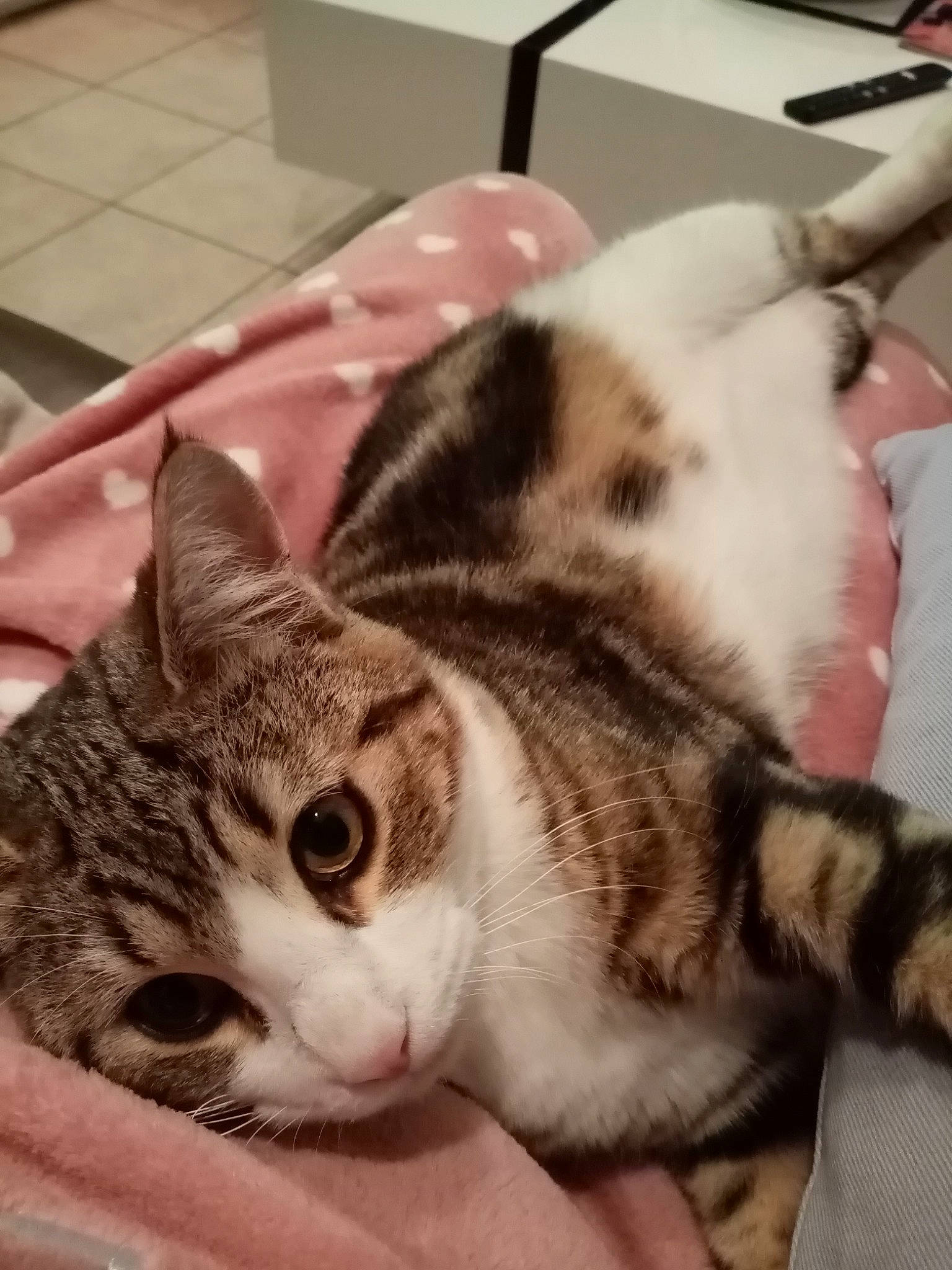 Tommy participe au concours pour gagner de l'argent avec cette photo : aegean_cat, american_shorthair, american_wirehair, asian, california_spangled, carnivore, cat, domestic_short_haired_cat, dragon_li, ear, european_shorthair, felidae, fur, kitten, mammal, paw, small_to_medium_sized_cats, snout, tabby_cat, whiskers