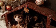 Tommy participe au concours pour gagner de l'argent avec cette photo : carnivore, cat, christmas, christmas_decoration, christmas_ornament, christmas_tree, fawn, felidae, fur, interior_design, kitten, ornament, small_to_medium_sized_cats, whiskers