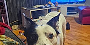 Poppy is registered to the contest to win money with this photo: dog, toy, living_room, wooden_floor, television, furniture, black_and_white, pet, playful, curious, indoor, floor, ears, muzzle, canine, household, cozy, couch, carpet, room