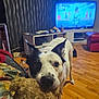 dog, toy, living_room, wooden_floor, television, furniture, black_and_white, pet, playful, curious, indoor, floor, ears, muzzle, canine, household, cozy, couch, carpet, room