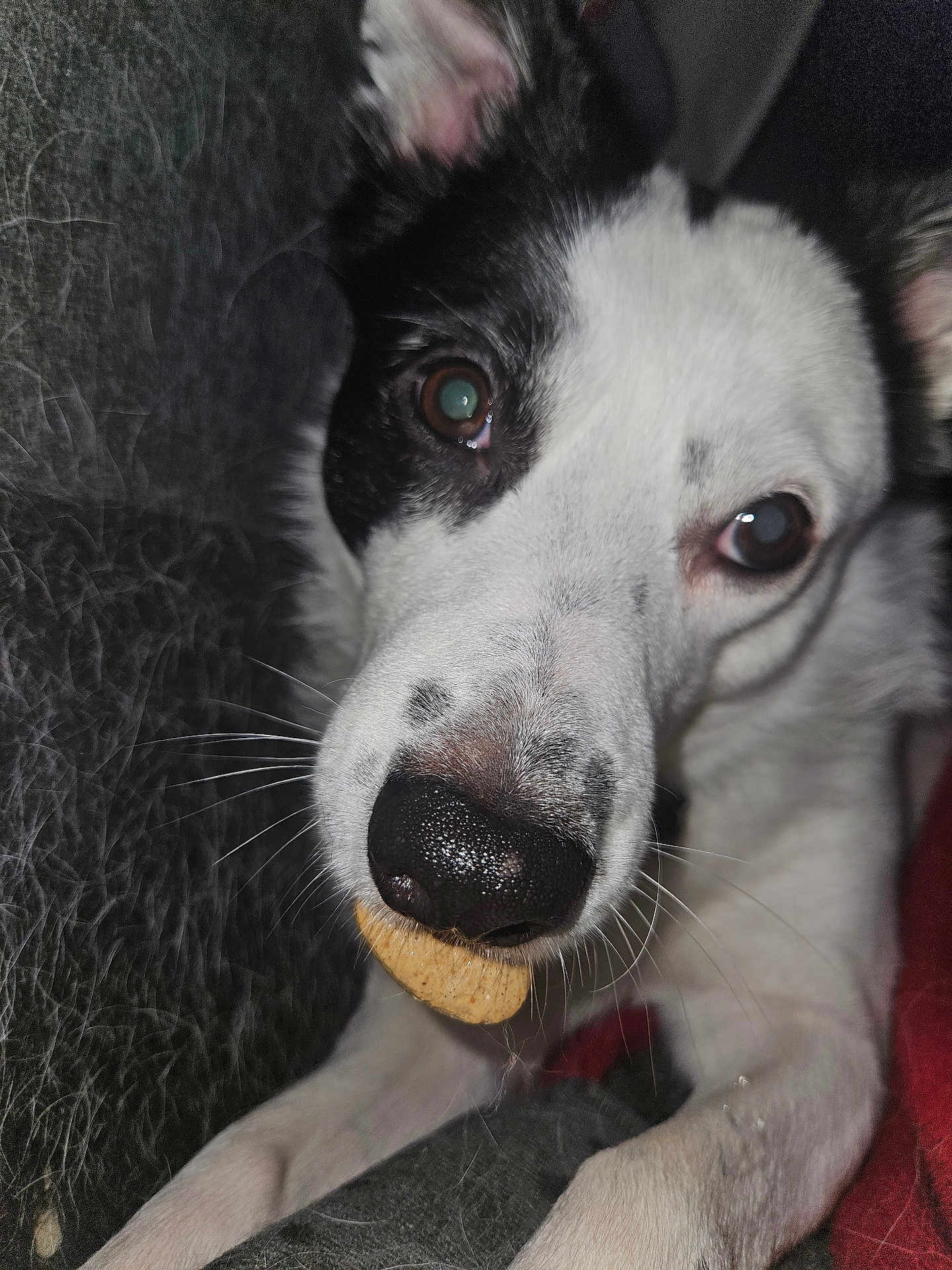 Poppy is registered to the contest to win money with this photo: dog, black_and_white, close_up, pet, animal, nose, whiskers, biscuit, mouth, face, curious, fur, indoor, paw, looking, cute, canine, domestic_animal, friend, companion